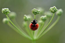 Jerszi Gabriella - Ladybug
